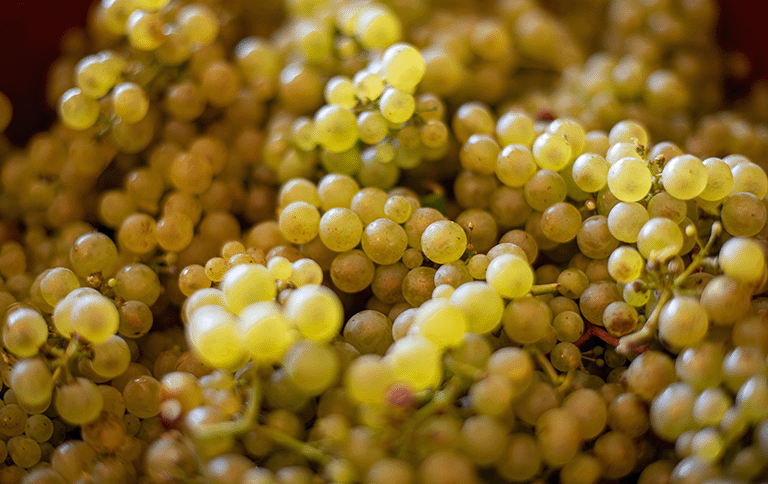 chardonnay bourgogne