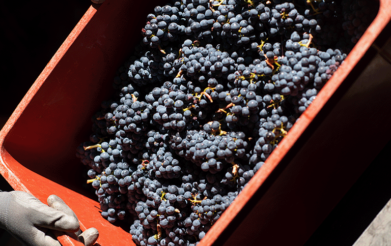 pinot noir bourgogne