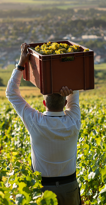 vendanges bourgogne