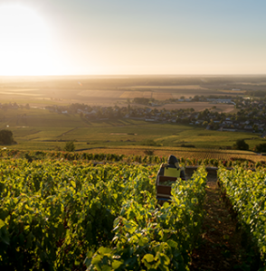 vendanges corton