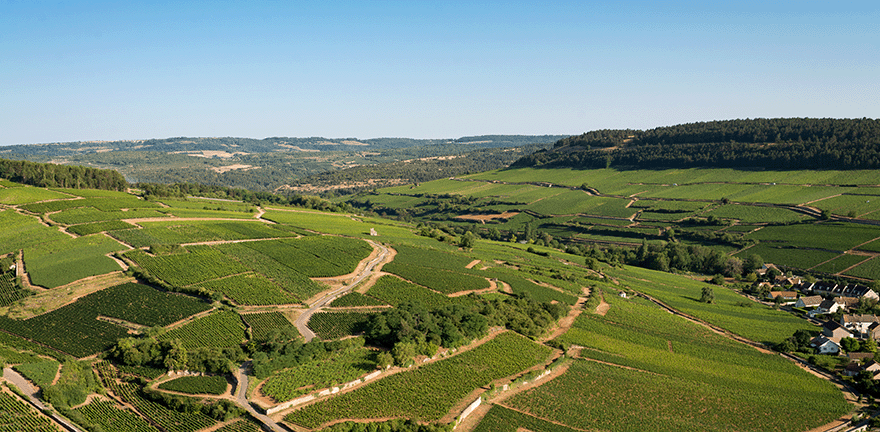 vignoble bio