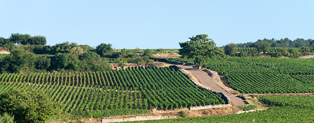 vignoble volnay