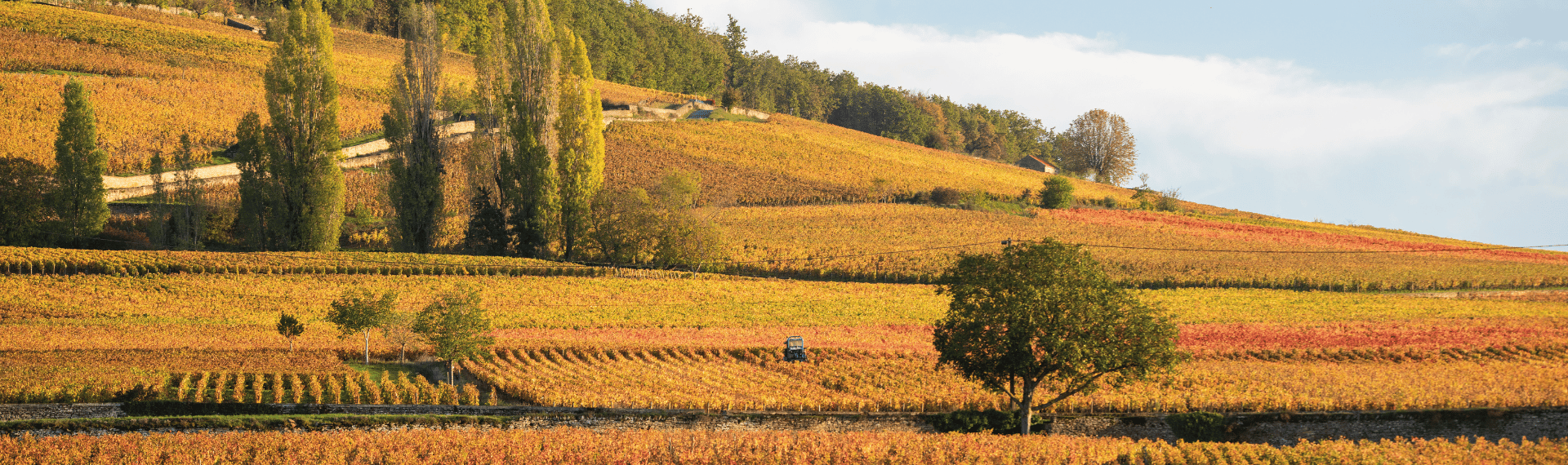 Les différents cépages de Bourgogne
