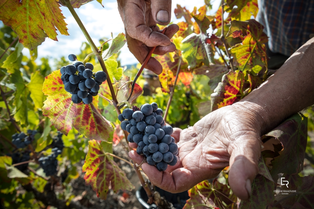 Les cépages de Bourgogne Rouge