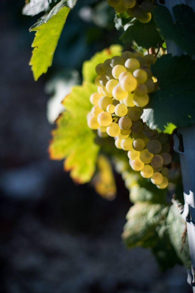 Les cépages de Bourgogne Blancs