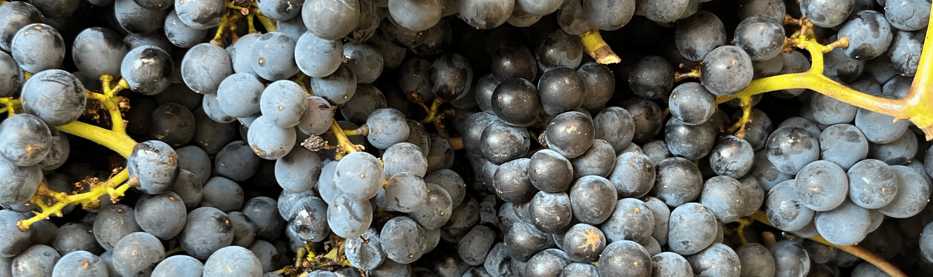 Maison Moillard - vendanges bourgogne