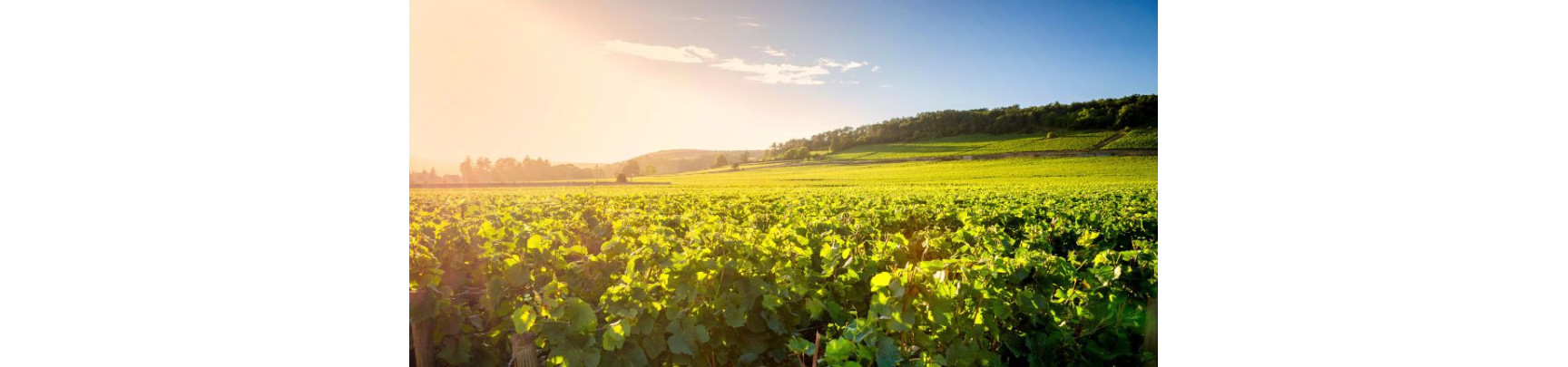 Nos Bonnes Affaires de l'Été : -15% sur ces Vins | Moillard
