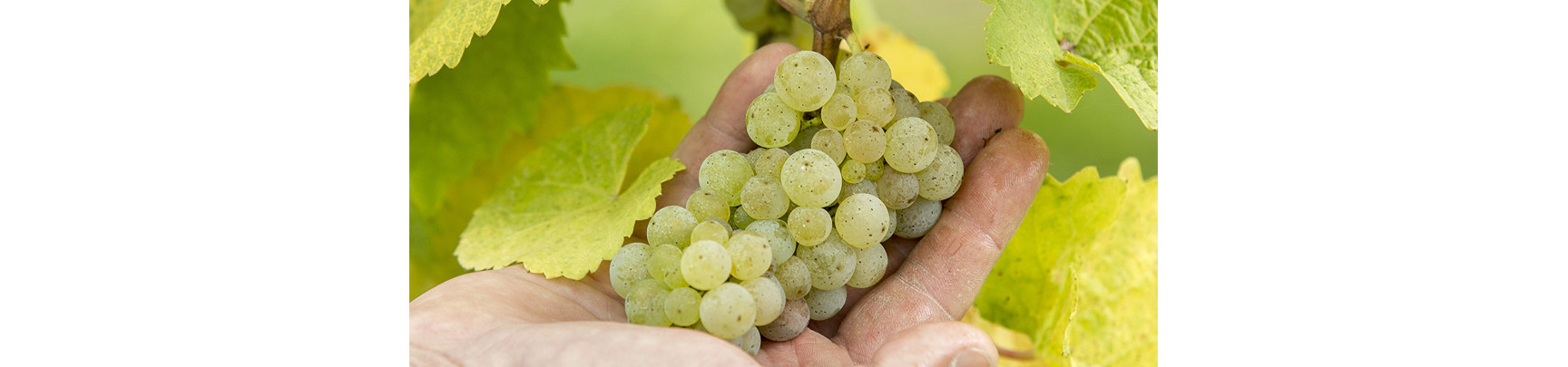 Vin Blanc d'Alsace : Gewurztraminer, Riesling, Muscat... | Arthur Metz