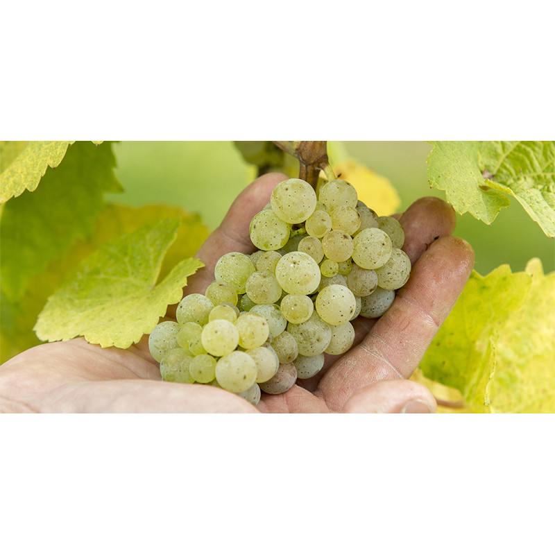 Vin Blanc d'Alsace : Gewurztraminer, Riesling, Muscat... | Arthur Metz