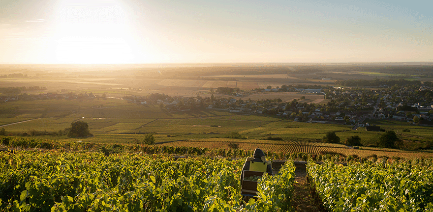 Vin de Bourgogne Grand Cru AOC : découvrez l'Excellence | Moillard