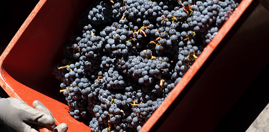Vin Rouge de Bourgogne : Beaune, Gevrey Chambertin... | Moillard