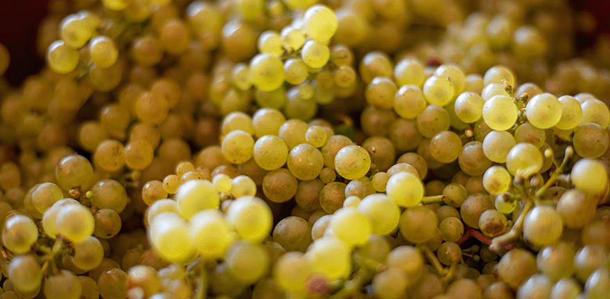 Vins Blancs de Bourgogne en Appellations Régionales | Moillard