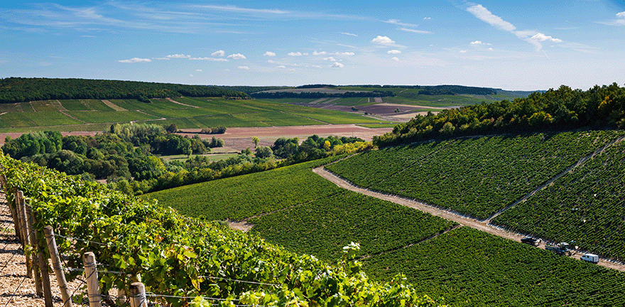 Vins Blancs de Bourgogne en Appellations Villages | Moillard