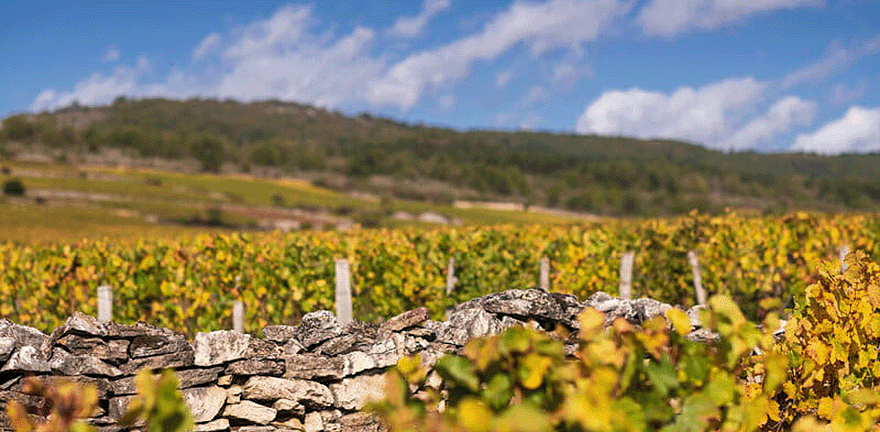 Vins Blancs de Bourgogne en Appellations Premiers Crus | Moillard