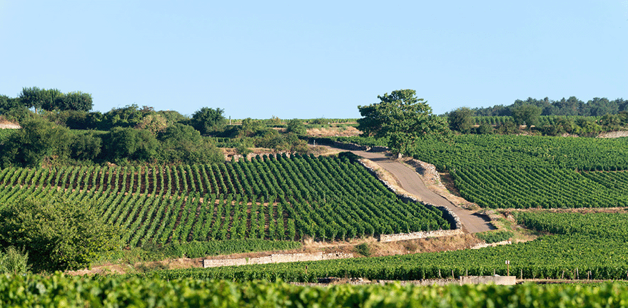 Vins Rouges de Bourgogne en Appellations Premiers Crus | Moillard