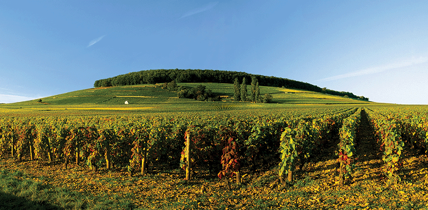 Vins Rouges de Bourgogne en Appellations Grands Crus | Moillard